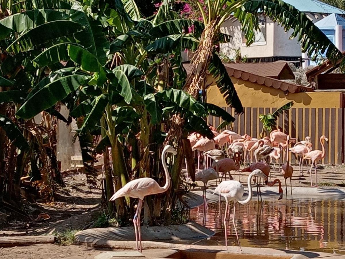 Carpe Diem Studio Benalmádena Exteriör bild